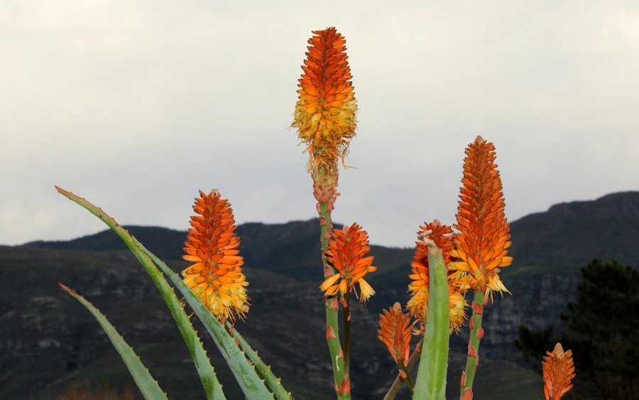 Photo The Flora and Fauna of Lesotho