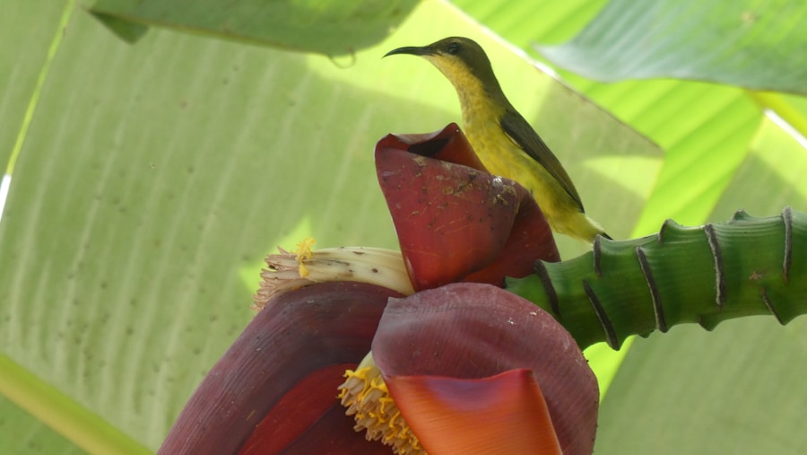 Photo The Flora and Fauna of Belize