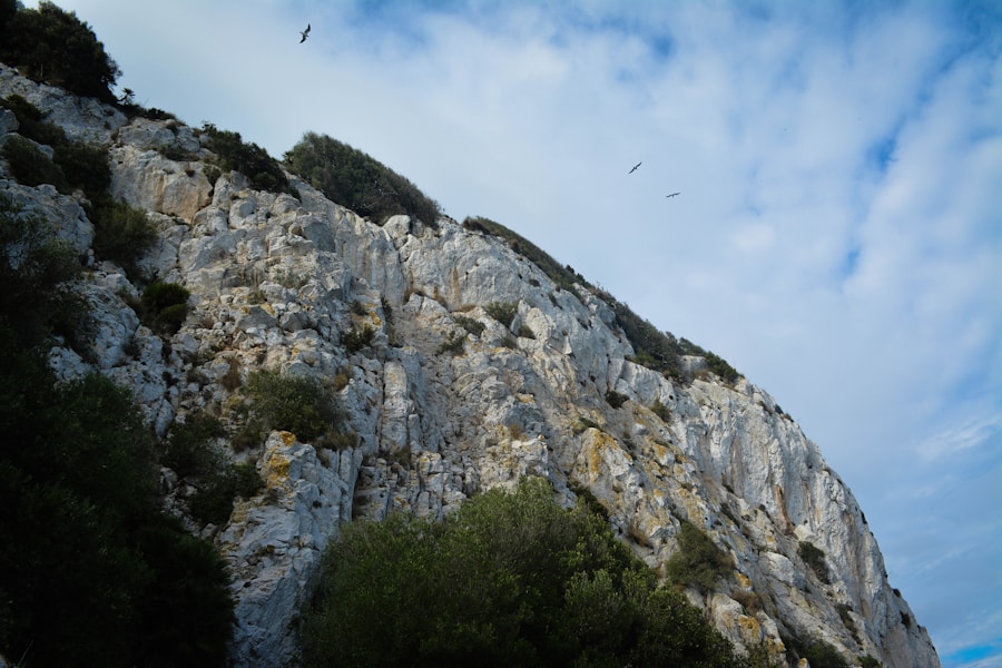 Photo The Flora and Fauna of Gibraltar