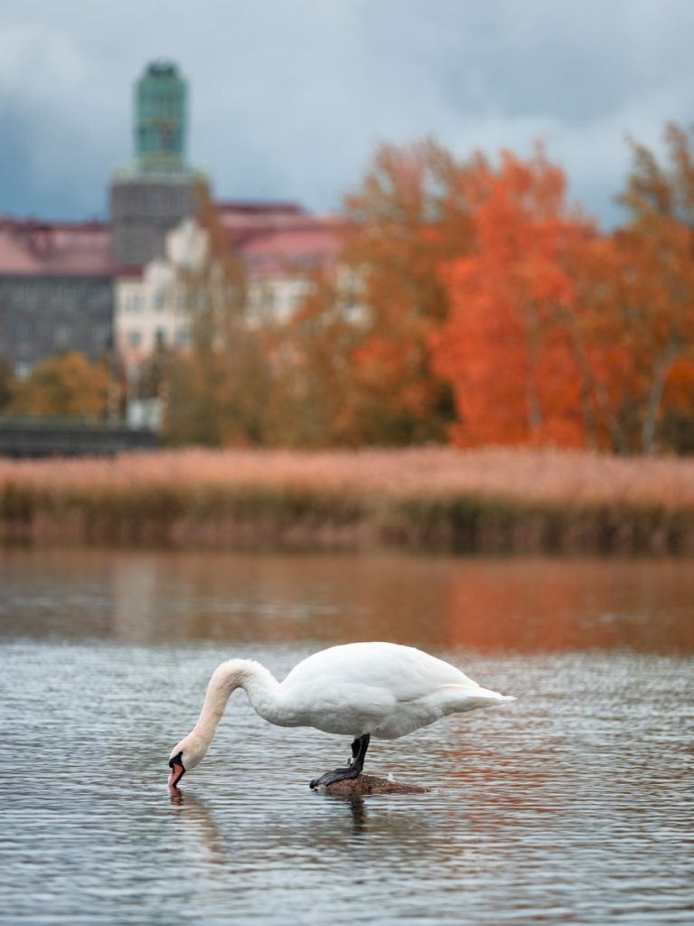 Photo The Flora and Fauna of Lithuania