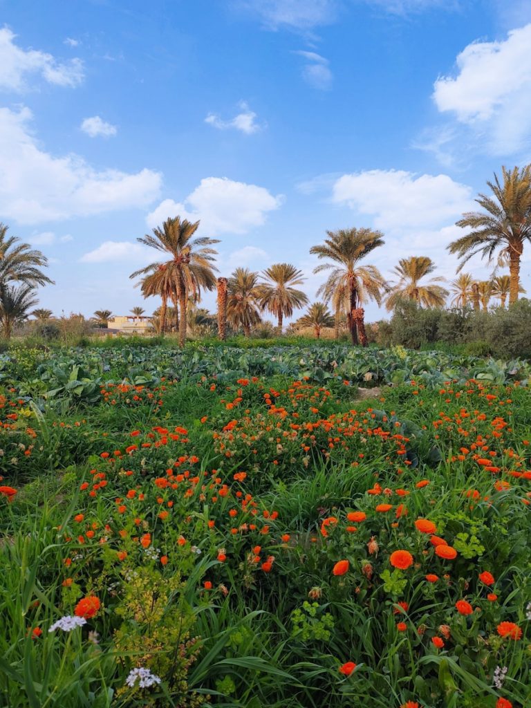 Photo The Flora and Fauna of Palestinian Territories