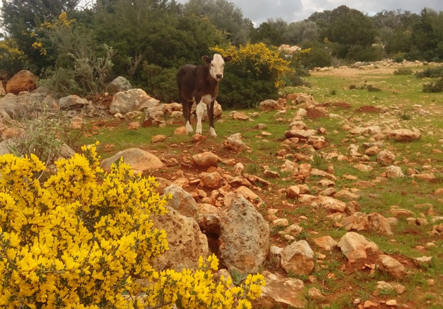 Photo The Flora and Fauna of Tunisia