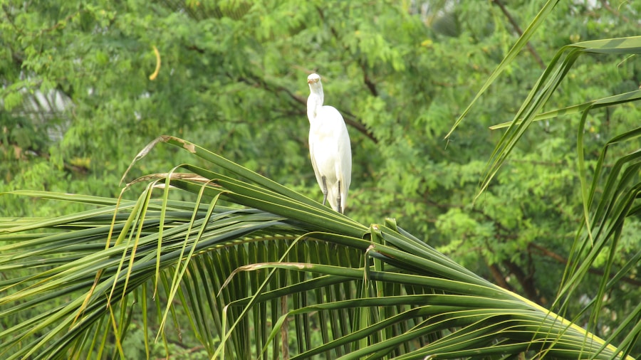 Photo The Flora and Fauna of Guinea