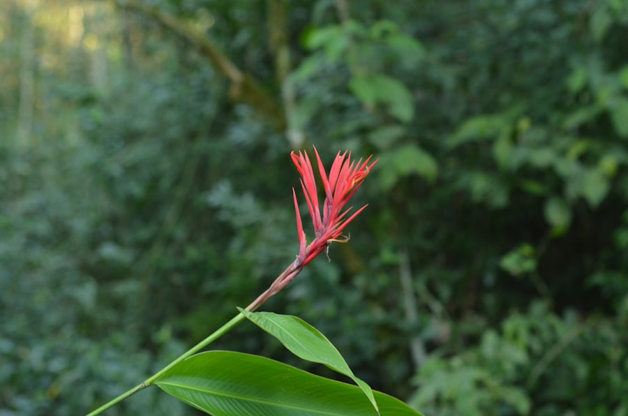 Photo The Flora and Fauna of Guadeloupe