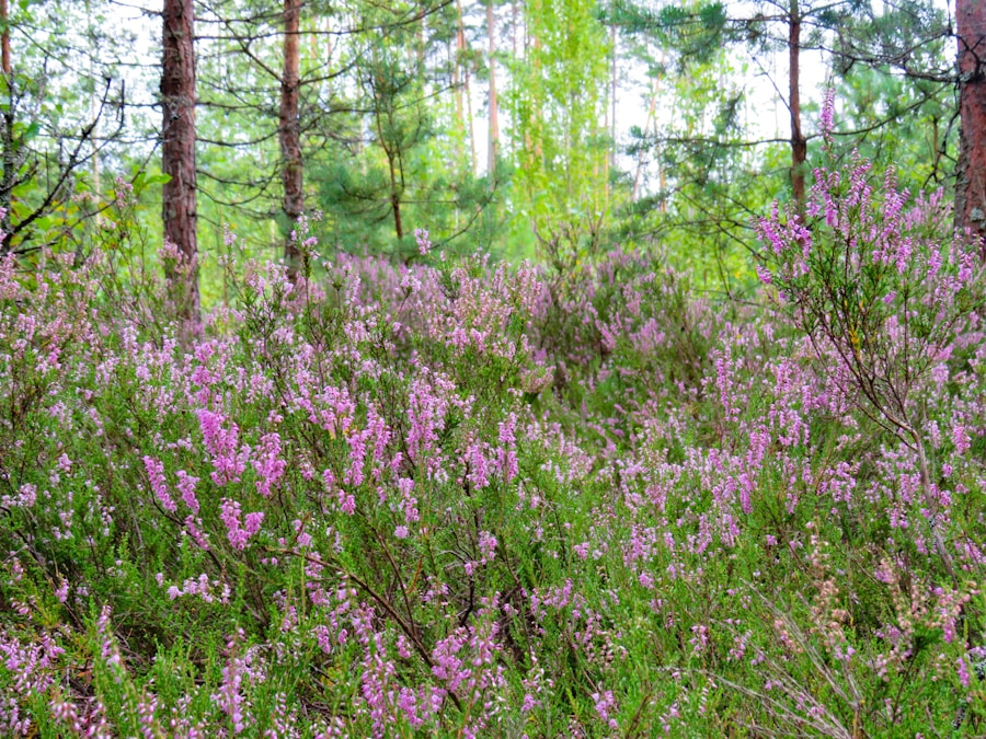 Photo The Flora and Fauna of Latvia