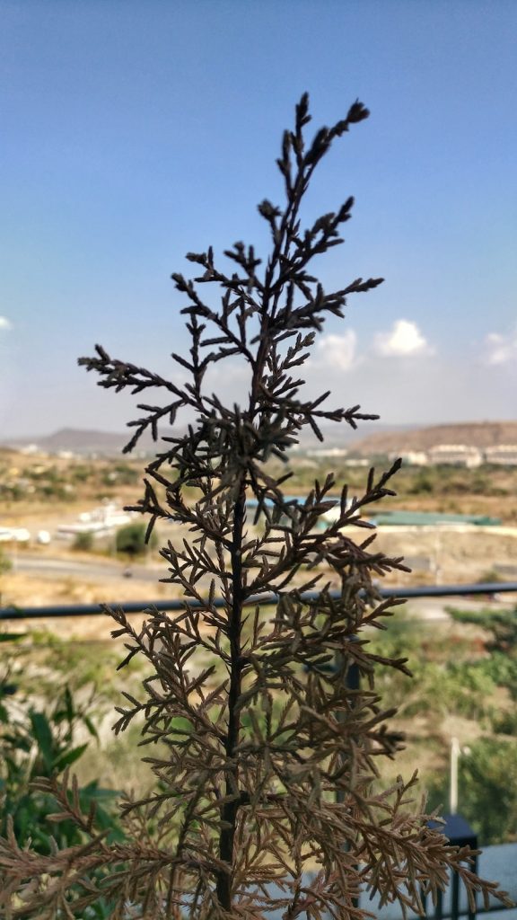 Photo The Flora and Fauna of Jordan