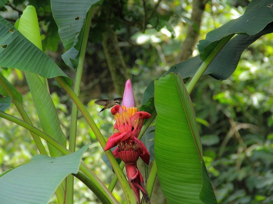 Photo The Flora and Fauna of Trinidad and Tobago