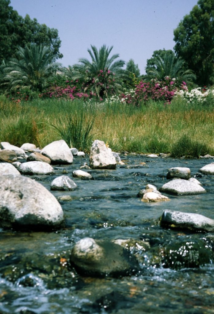 Photo The Flora and Fauna of Saudi Arabia