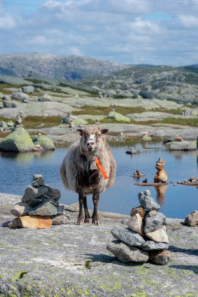 Photo The Flora and Fauna of Greenland