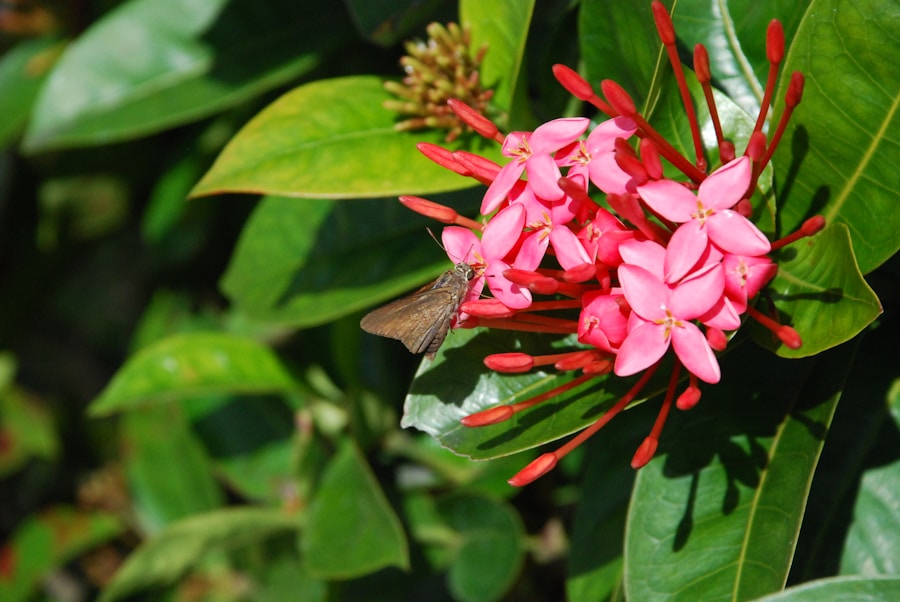 Photo The Flora and Fauna of Nicaragua