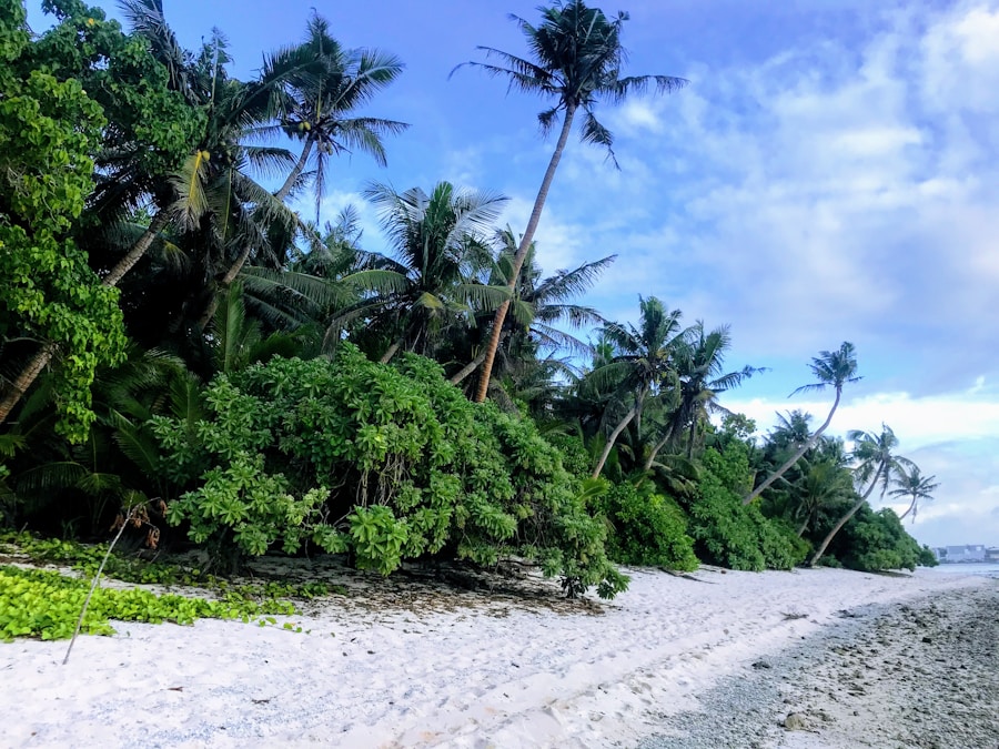 Photo "The Flora and Fauna of Tuvalu"