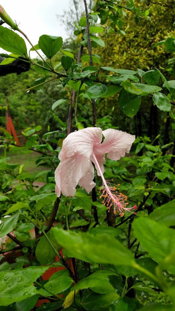 Photo The Flora and Fauna of Guatemala