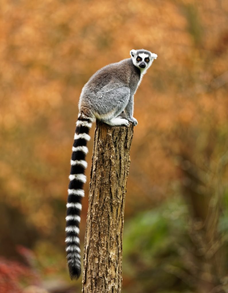 Photo The Flora and Fauna of Madagascar