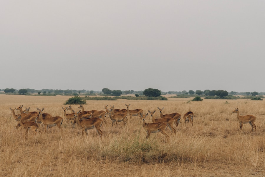 Photo The Flora and Fauna of South Sudan