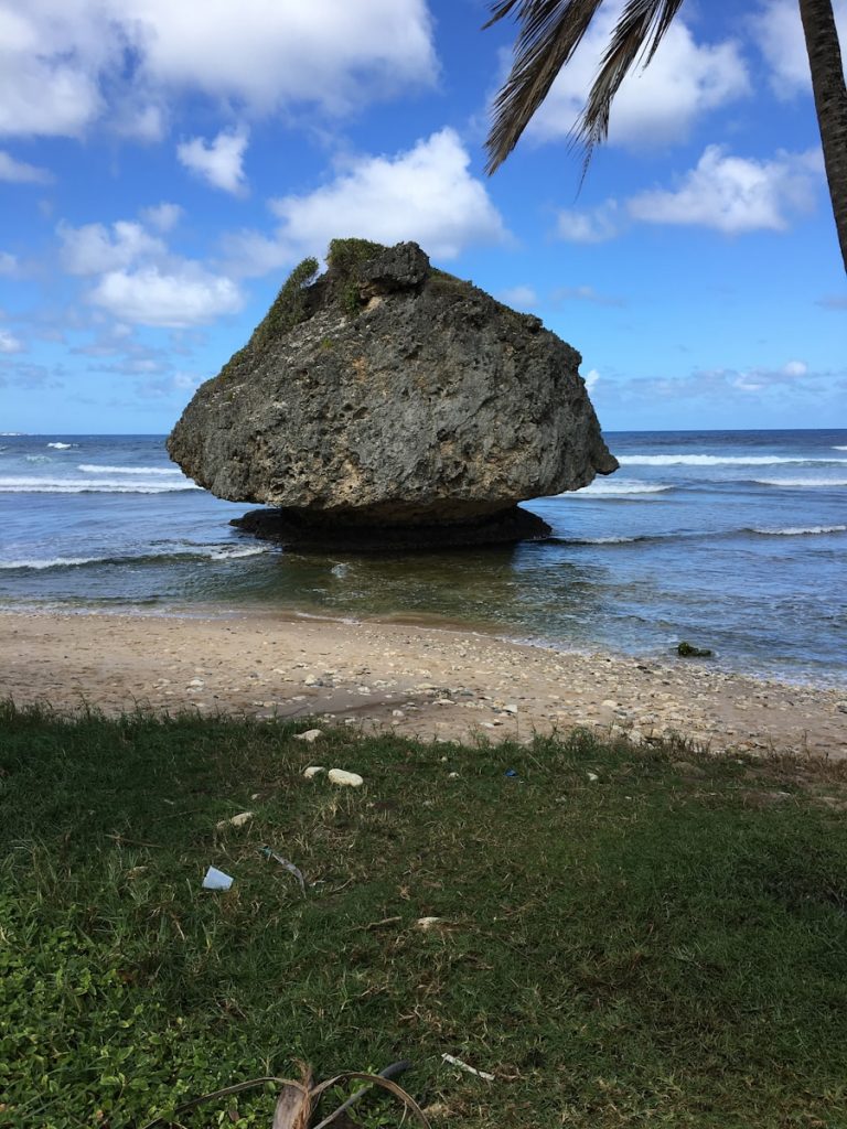 Photo The Flora and Fauna of Guam