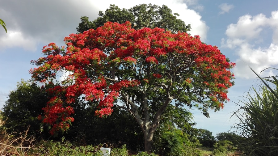 Photo The Flora and Fauna of Guyana
