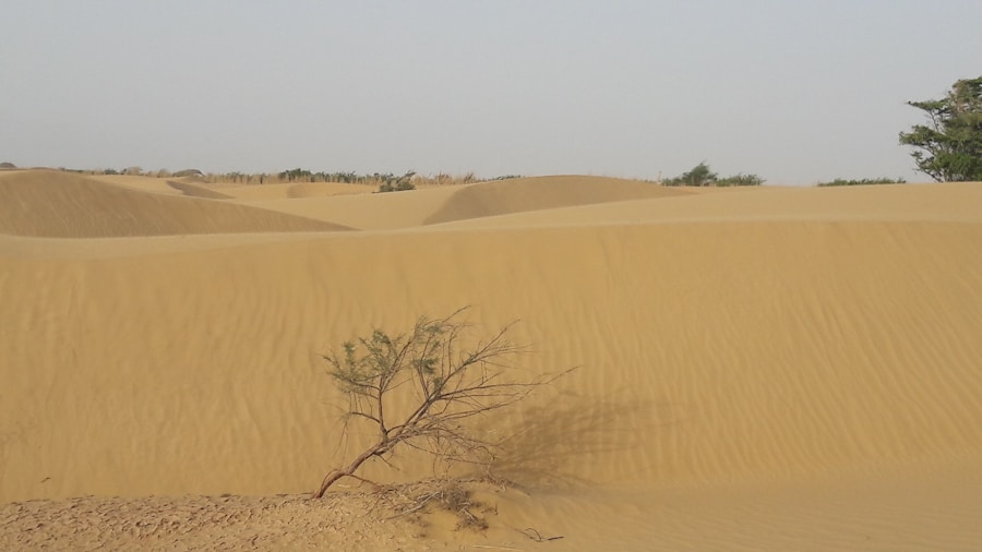 Photo The Flora and Fauna of Mali