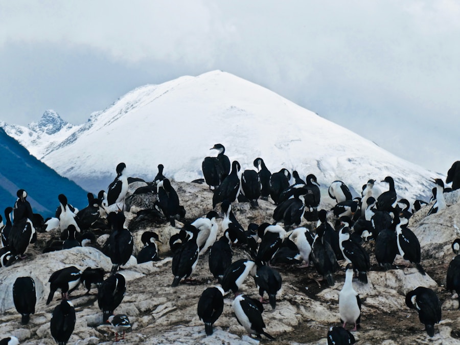 Photo The Flora and Fauna of South Georgia and the South Sandwich Islands