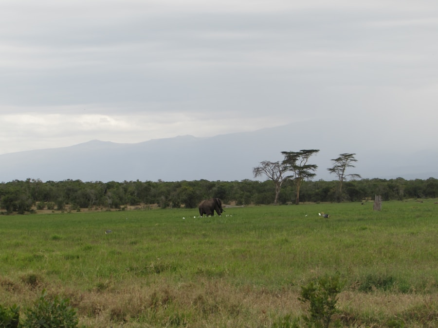 Photo The Flora and Fauna of Tanzania