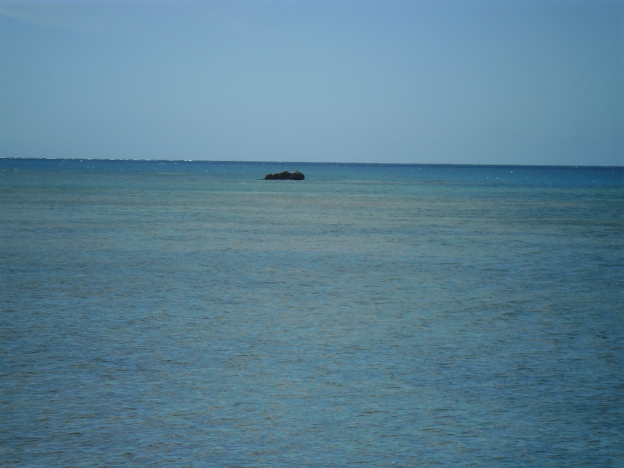 Photo Sargasso Sea