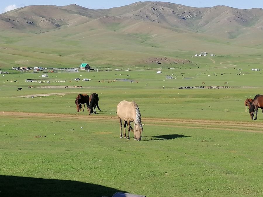 Photo The Flora and Fauna of Mongolia