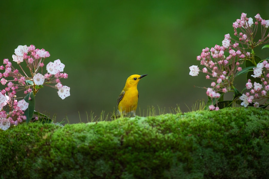 Photo The Flora and Fauna of Japan