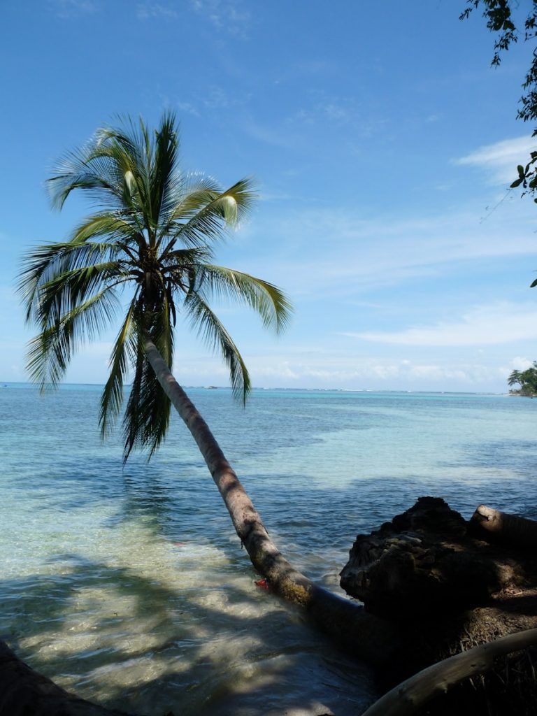 Photo The Flora and Fauna of Solomon Islands