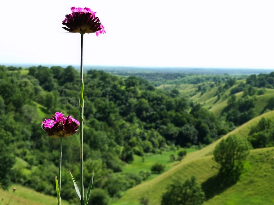 Photo The Flora and Fauna of Ukraine
