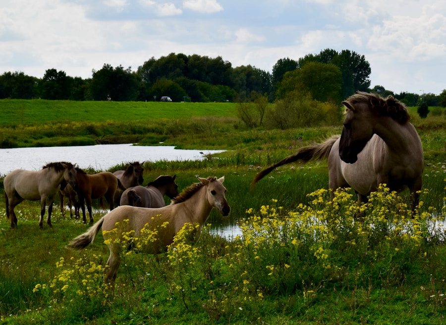 Photo The Flora and Fauna of Netherlands
