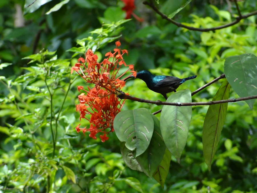 Photo The Flora and Fauna of Honduras