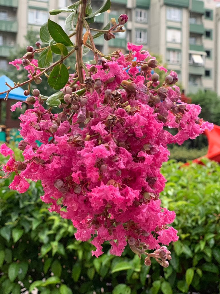 Photo The Flora and Fauna of Macau