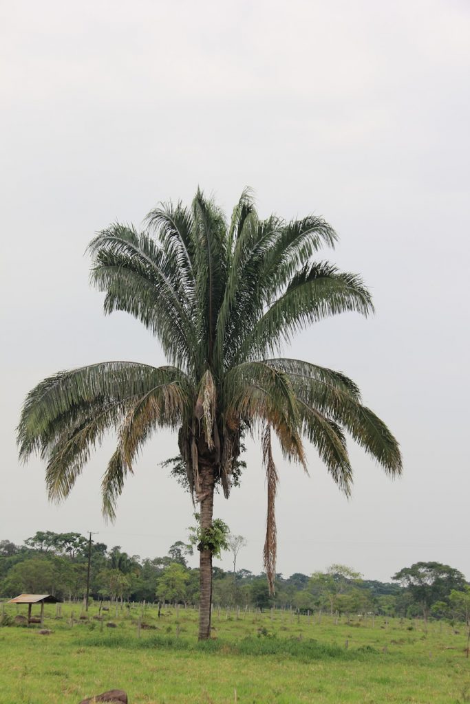 Photo The Flora and Fauna of Sierra Leone