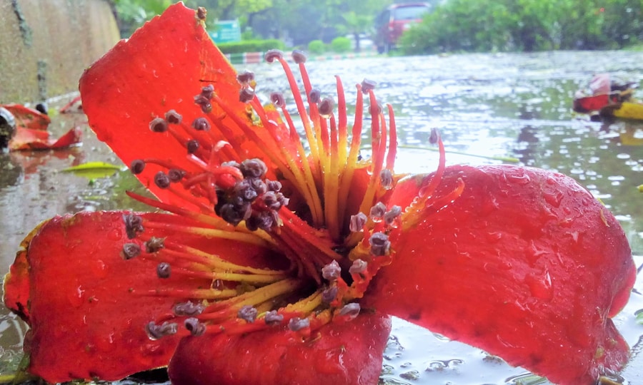 Photo The Flora and Fauna of Northern Mariana Islands