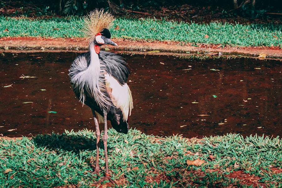 Photo The Flora and Fauna of Uganda