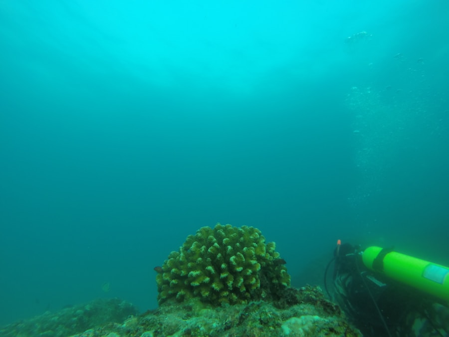 Photo Coral Sea