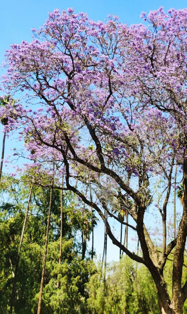 Photo The Flora and Fauna of Brazil