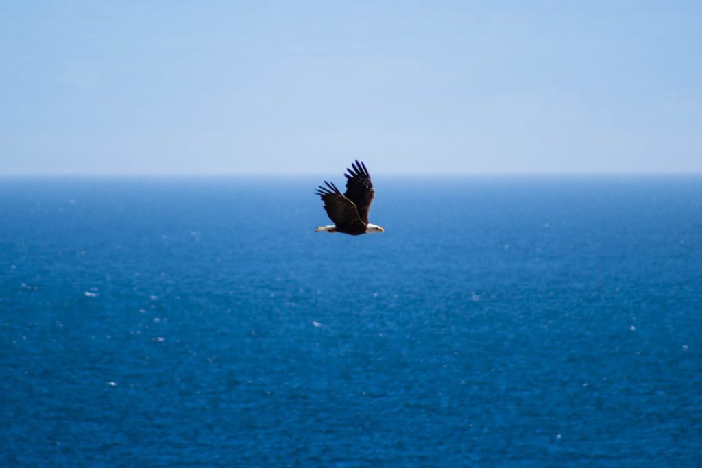 Photo Bald eagle