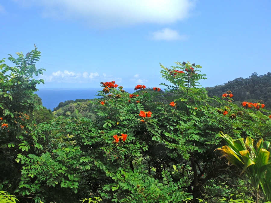 Photo The Flora and Fauna of Barbados