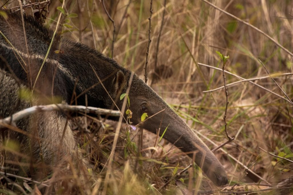 Photo Giant anteater