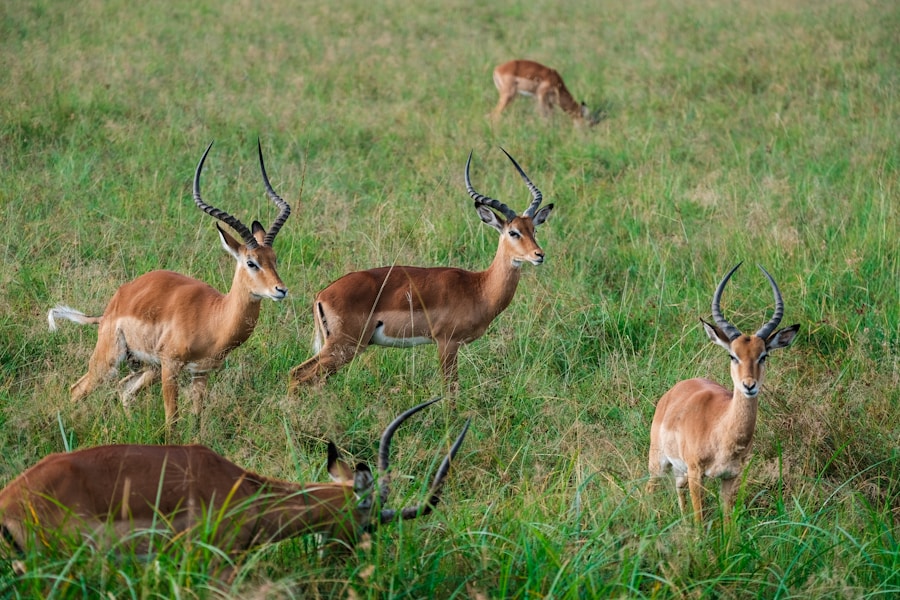 Photo The Flora and Fauna of Kenya