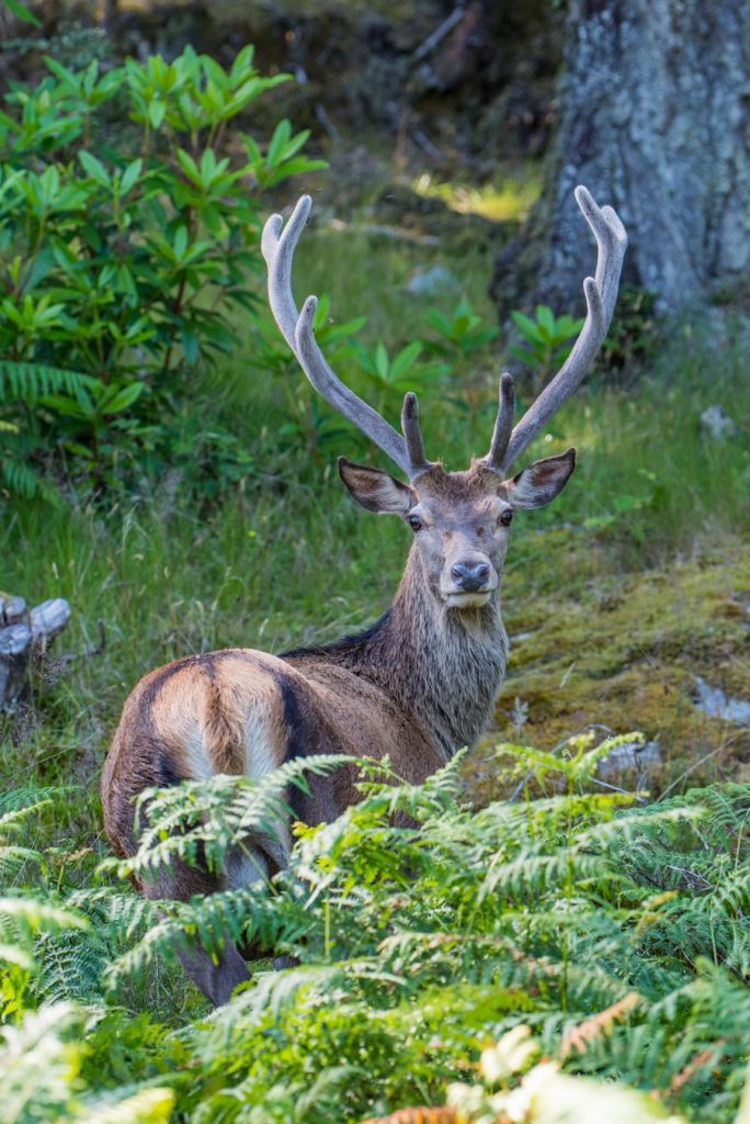 Photo The Flora and Fauna of Norway