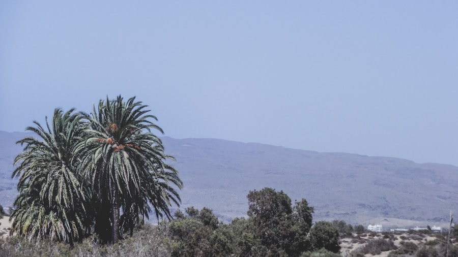 Photo The Flora and Fauna of Eritrea