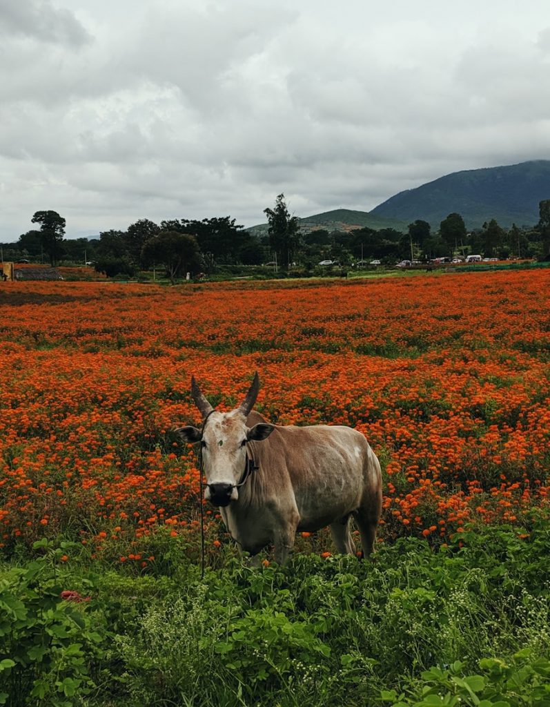 Photo The Flora and Fauna of Nepal