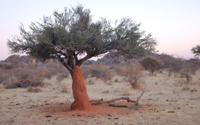 Exploring the Rich Flora and Fauna of Niger