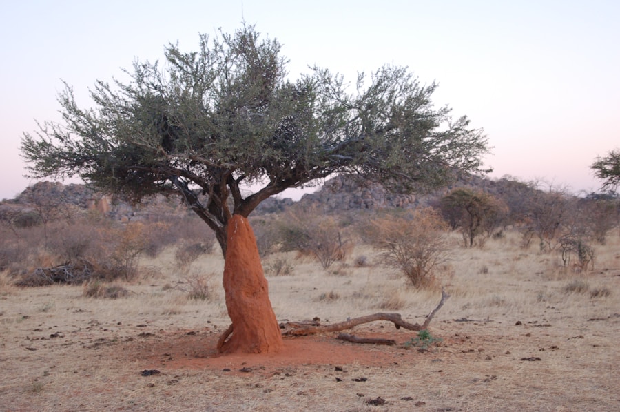 Photo The Flora and Fauna of Niger