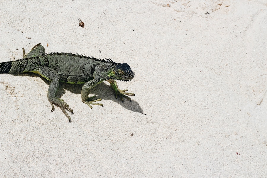 Photo The Flora and Fauna of Turks and Caicos Islands