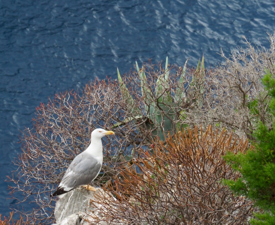 Photo The Flora and Fauna of Bouvet Island