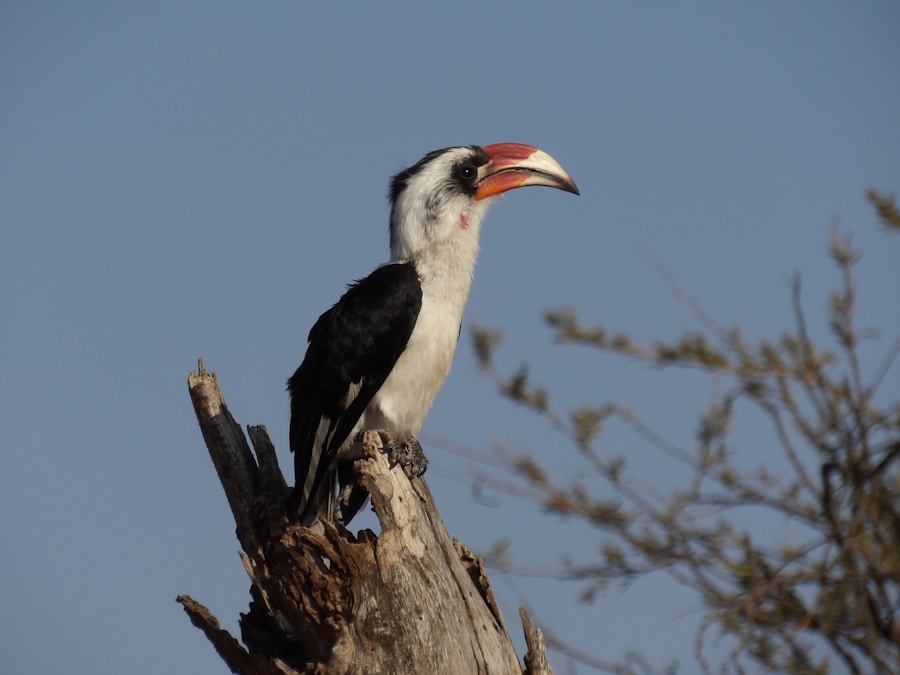 Photo The Flora and Fauna of Botswana