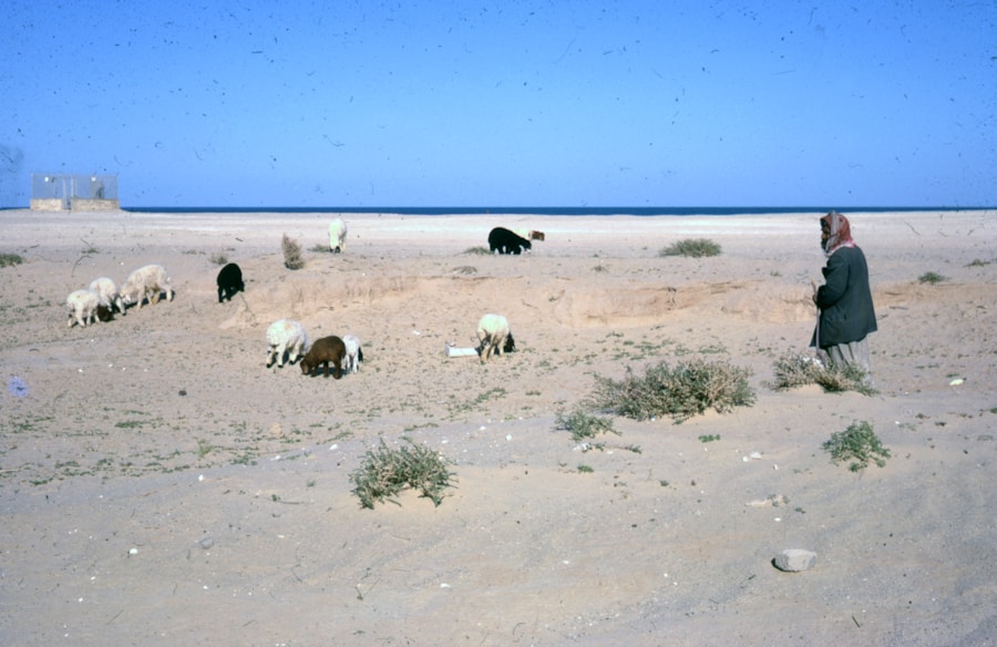 Photo The Flora and Fauna of Western Sahara