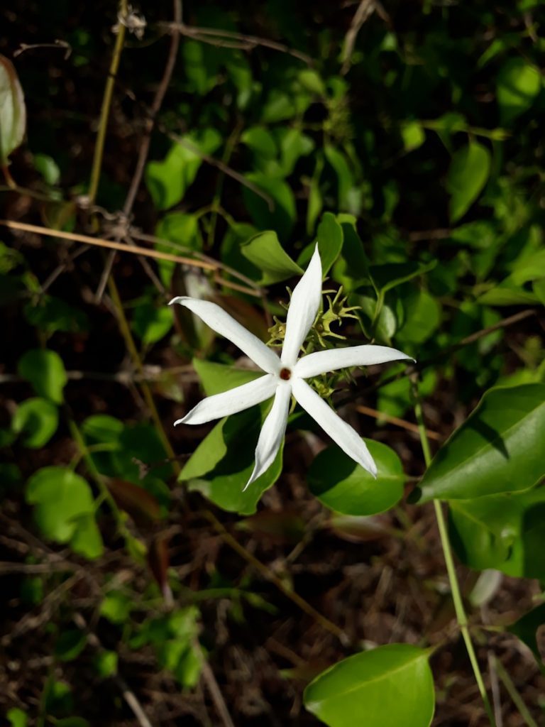Photo The Flora and Fauna of Nauru